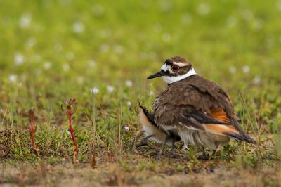 Pluvier kildir -- Killdeer