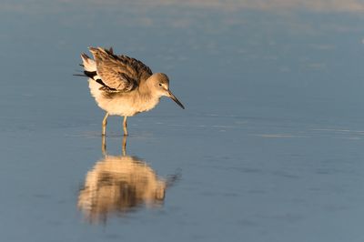 Chevalier semipalmé -- Willet