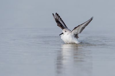 Bécasseau sanderling -- Sanderling