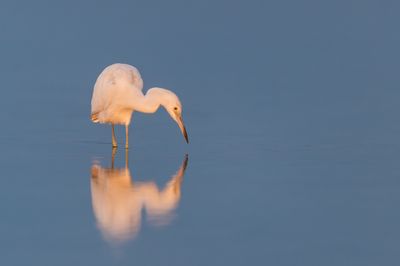Aigrette bleue, juvnile  -- Little Blue Heron, juvenile