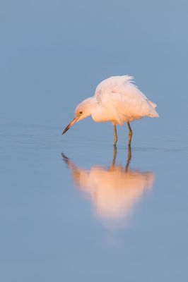 Aigrette bleue, juvnile  -- Little Blue Heron, juvenile