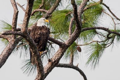 Pygargue à tête blanche --Bald Eagle