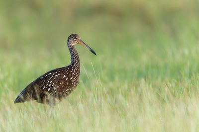 Courlan brun -- Limpkin