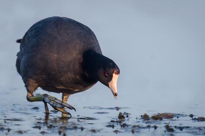 Foulque d'Amrique -- American Coot
