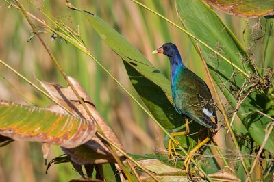 Talve violac -- American Purple Gallinule