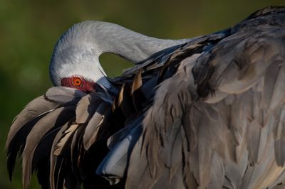 Grue du Canada -- Sandhill Crane
