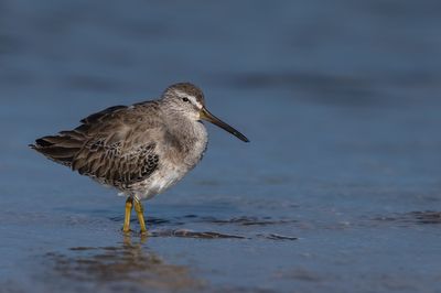 Bécassin à long bec -- Long-billed Dowitcher