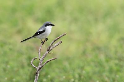 Pie-grièche migratrice -- Loggerhead Shrike