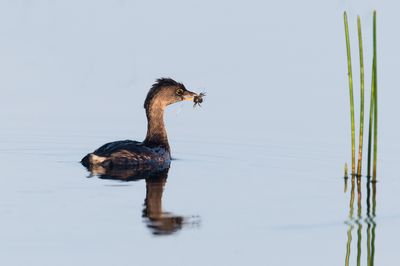 Grbe  bec bigarr  -- Pied-billed Grebe