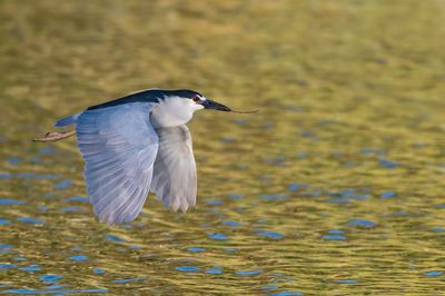 Bihoreau gris -- Black-crowned Night Heron