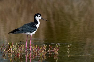 chasse d'Amrique -- Black-Necked Stilt
