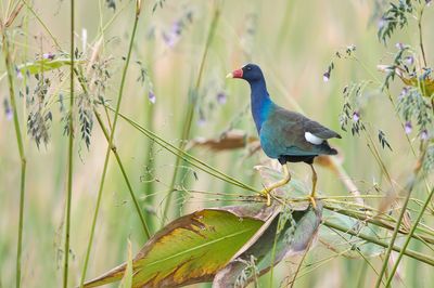 Talve violac -- American Purple Gallinule