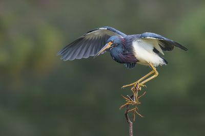 Aigrette tricolore -- Tricolored Heron