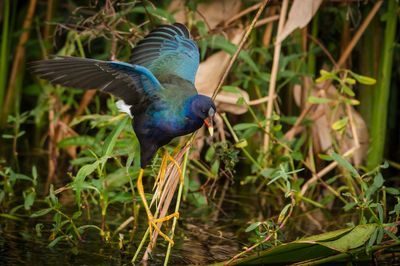 Talve violac -- American Purple Gallinule