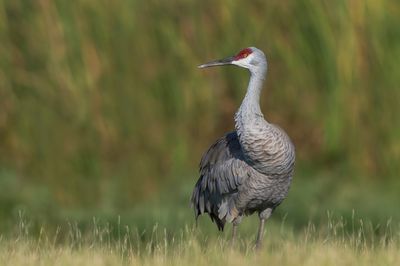 Grue du Canada -- Sandhill Crane