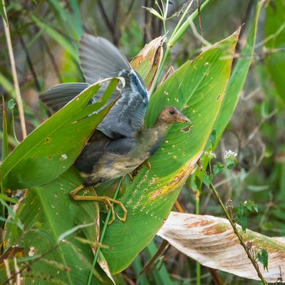 Talve violac, juvnile -- American Purple Gallinule, juvenile