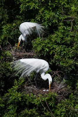 Grande aigrette -- Great Egret