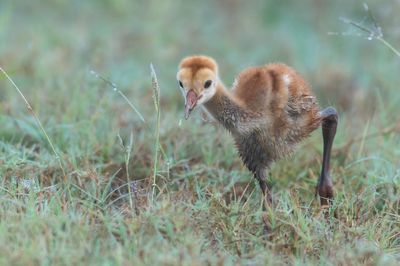 Grue du Canada -- Sandhill Crane