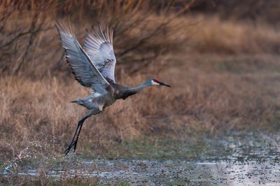 Grue du Canada -- Sandhill Crane