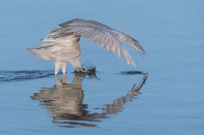 Aigrette rousstre -- Reddish Egret