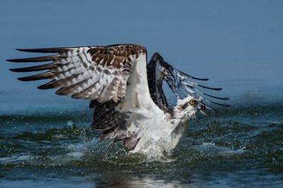 Balbuzards pêcheurs