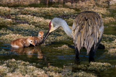 Grue du Canada -- Sandhill Crane