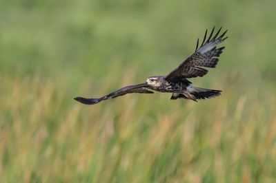 Milan des marais -- Snail kite