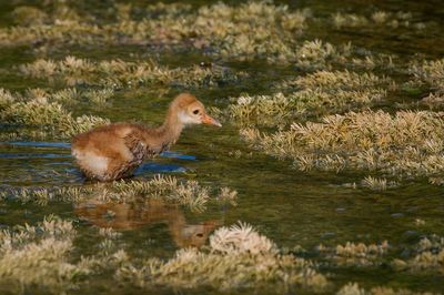 Grue du Canada -- Sandhill Crane