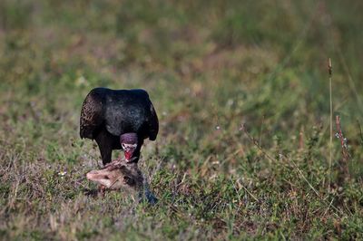 Urubu à tête rouge -- Turkey vulture
