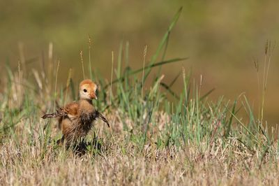 Grue du Canada -- Sandhill Crane