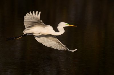 Grande aigrette -- Great Egret