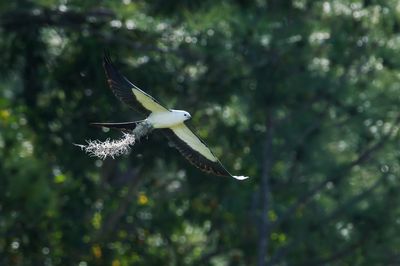 Milan à queue fourchue -- Swallow-tailed Kite