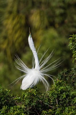 Grande aigrette -- Great Egret