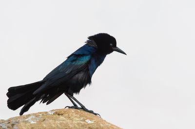 Quiscale des marais, mâle -- Boat-tailed Grackle, male