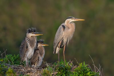 Grand héron -- Great Blue Heron