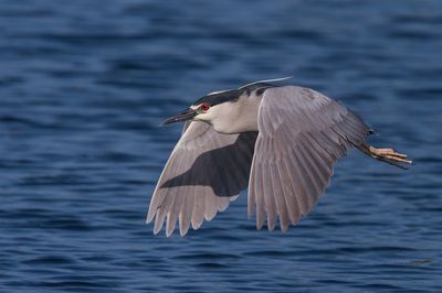 Bihoreau gris -- Black-crowned Night Heron