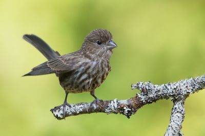 Roselin familier, juvénile -- House Finch, juvenile