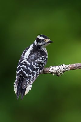Pic mineur, femelle -- Downy Woodpecker, female