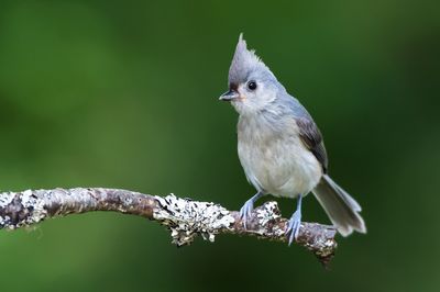 Mésange Bicolore -- Tufted Titmouse