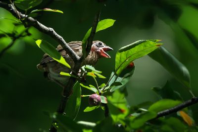 Cardinal rouge, bébé -- Northern Cardinal, baby
