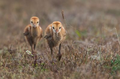Grue du Canada -- Sandhill Crane