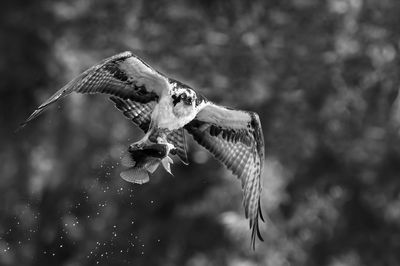 Animaux et Oiseaux