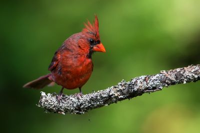 Cardinal rouge, mâle -- Northern Cardinal, male