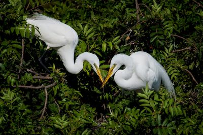 Grande aigrette -- Great Egret