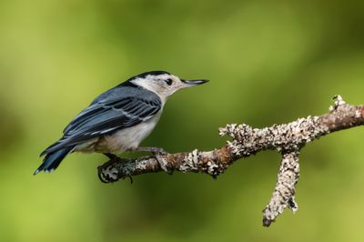 Sittelle à poitrine blanche -- White-breasted Nuthatch