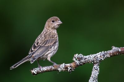 Roselin familier, juvénile -- House Finch, juvenile
