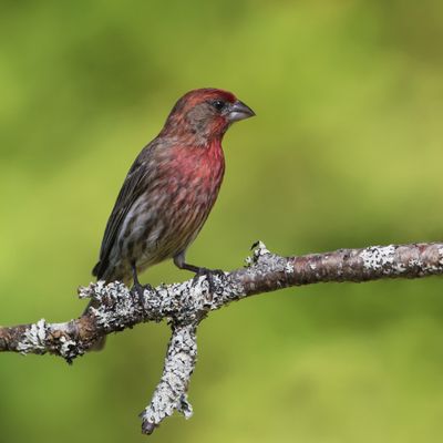 Roselin familier, mâle -- House Finch, male