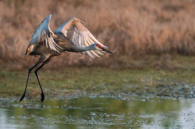 Grue du Canada -- Sandhill Crane