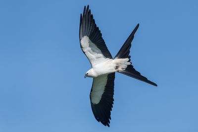 Milan à queue fourchue -- Swallow-tailed Kite