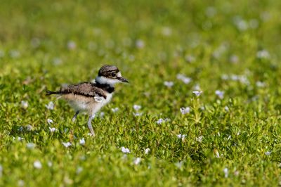 Pluvier kildir -- Killdeer